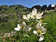 37 Anemoni narcissini (Anemonastrum narcissiflorum)